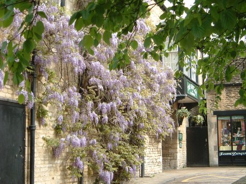 Wisteria - The George Stamford