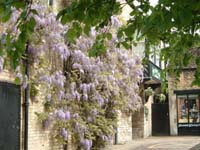Wisteria - The George Stamford - click for large version